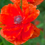 Poppy0906